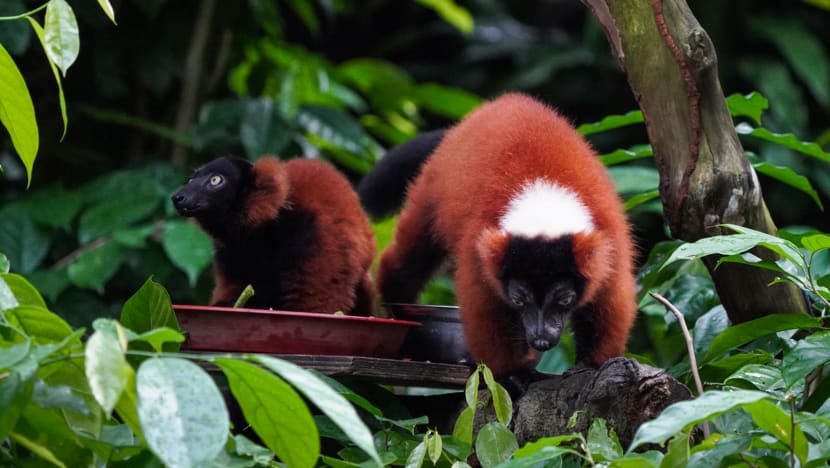 Critically endangered red ruffed lemur twin babies born in Singapore Zoo