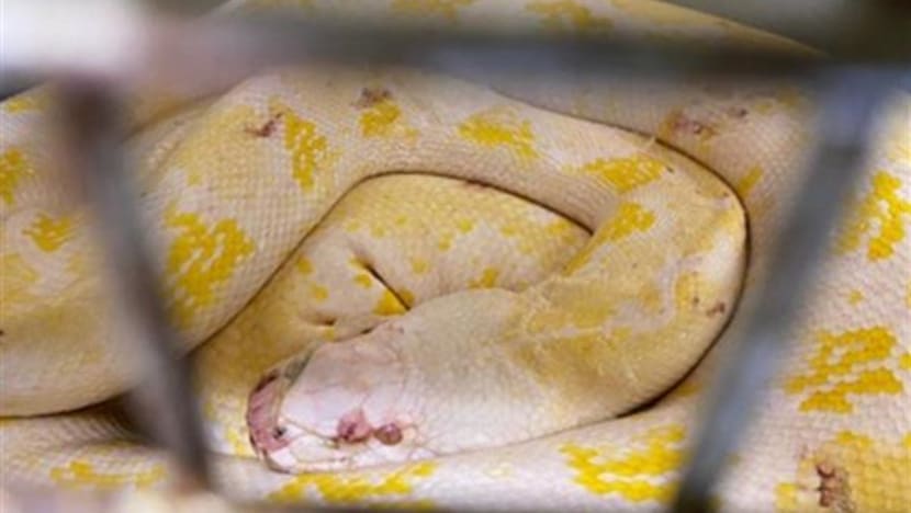 Truck driver fined S$5,000 for smuggling 2 sick pythons into Singapore through Tuas Checkpoint