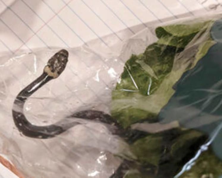 Sydney man finds snake in lettuce bought at supermarket  