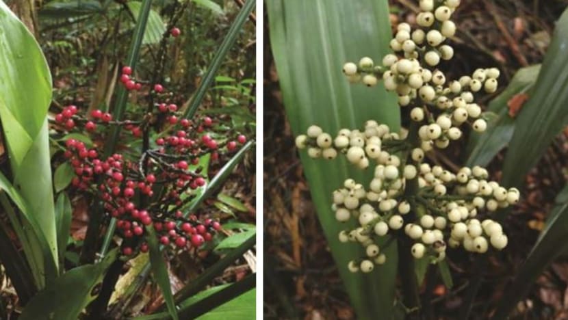 Two new plant species native to Singapore found