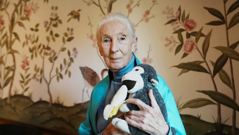 Aktivis satwa liar Jane Goodall berpulang, tinggalkan legasi kuat pelestarian alam