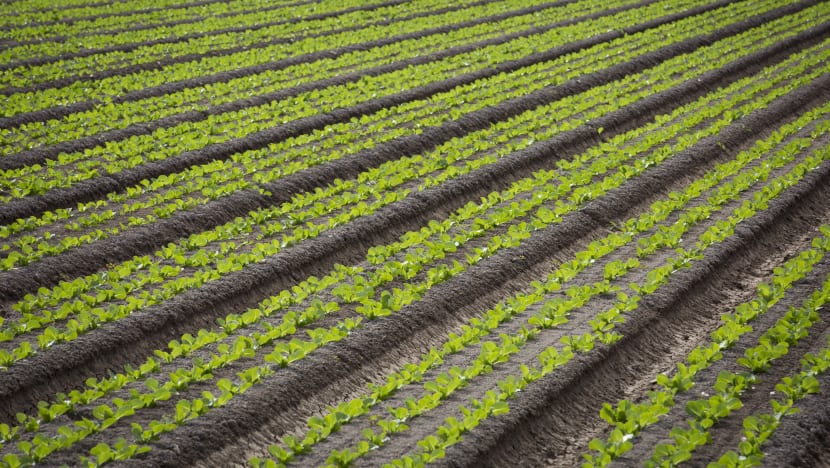 S'pore's romaine lettuce not imported from Arizona, where E. Coli outbreak has claimed first fatality