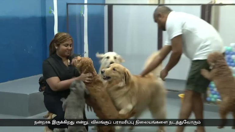 செல்லப்பிராணிகளையும் வதைக்கும் புகைமூட்டம்