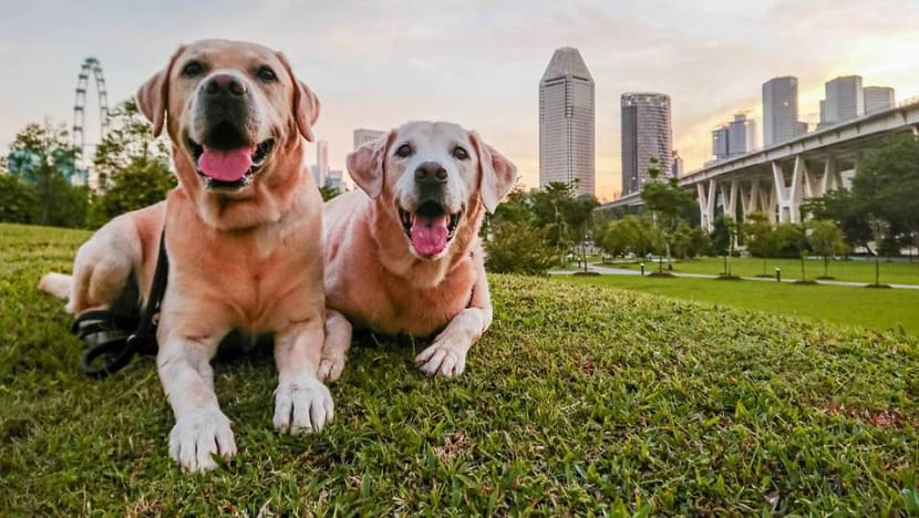 Professional tips to take better photos of your pet on your phone Professional tips to take better photos of your pet on your phone