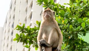 Why monkey sightings are on the rise, and how to keep from being an easy target