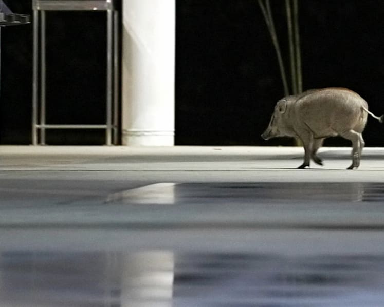 Explainer: How did a wild boar venture into the heart of Punggol housing estate?