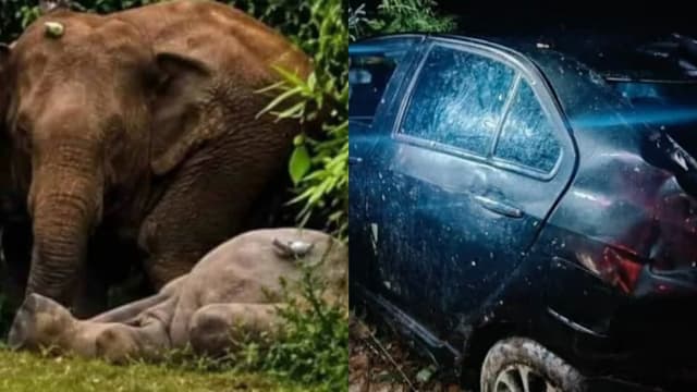 马国小象遭撞死 母象一度守尸挡路