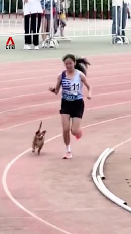 Stray dog joins 3km school race to run alongside girl who feeds it regularly