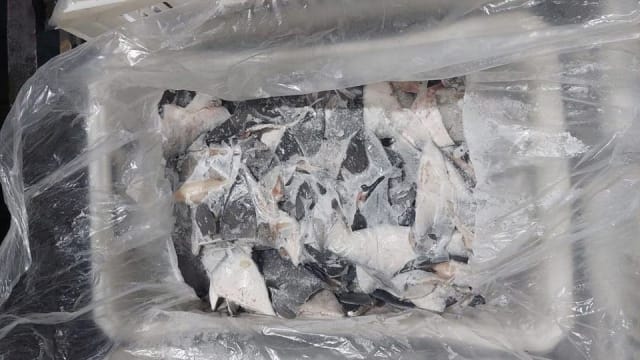 巴西查获全球最大量非法走私鱼翅