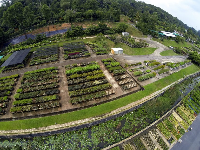 NParks adds more slots for Pasir Panjang Nursery tour