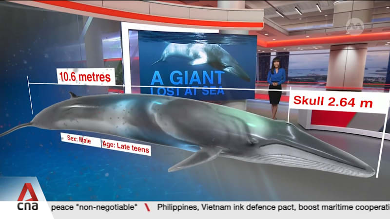 Omura's whale carcass found in Singapore last year sheds light on lesser-known species