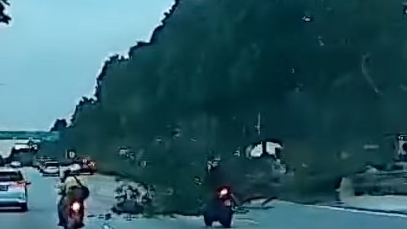 Tree falls along SLE near Woodlands, 1 person taken to hospital
