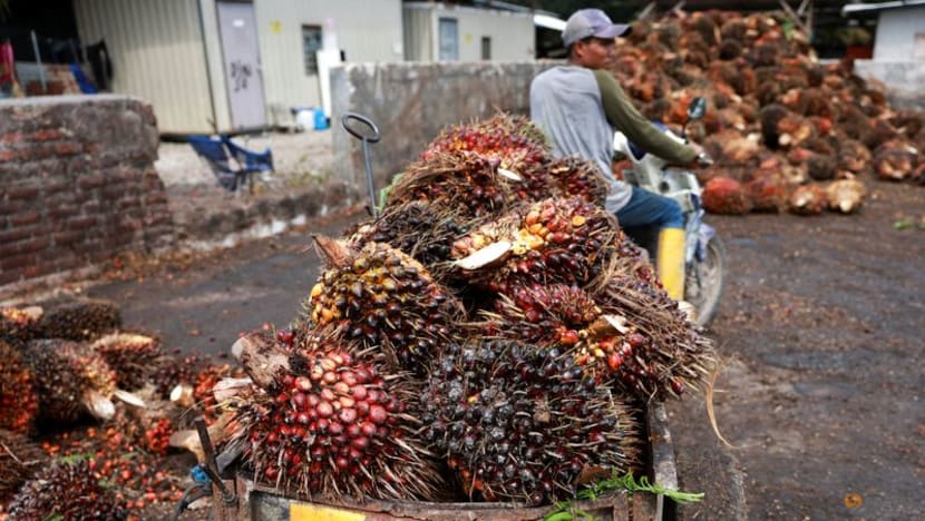 Malaysia seeks $330 million for palm oil replanting over next 5 years Malaysia seeks $330 million for palm oil replanting over next 5 years
