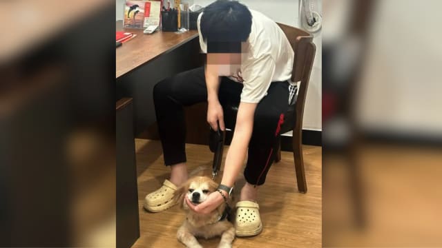 将五位数遗产留给宠物狗 广州女子遗嘱引发热议