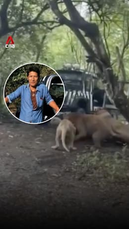 Lions that fatally mauled Thai zookeeper quarantined; autopsy finds broken neck, bones
