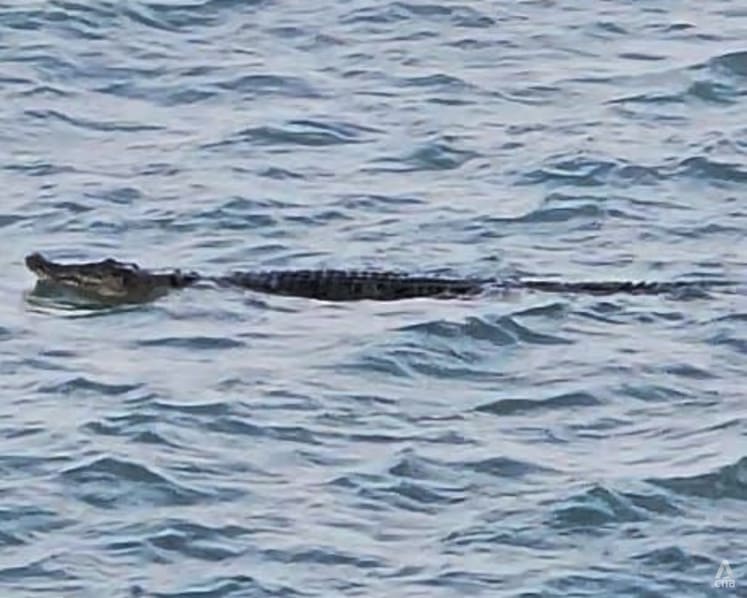 Water activities at 3 Sentosa beaches still on hold a day after crocodile first sighted