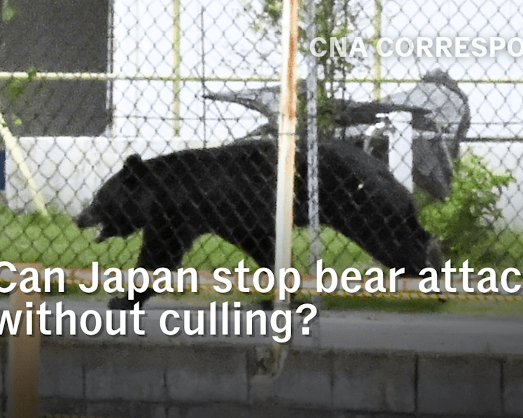 CNA Correspondent Podcast - Can Japan stop bear attacks without culling? 