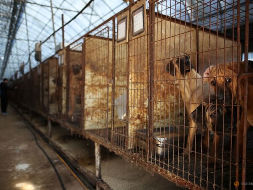 FILE PHOTO: Dogs look on from their cages at a dog meat farm in Hwaseong, South Korea, November 21, 2023.   REUTERS/Kim Hong-Ji/File Photo