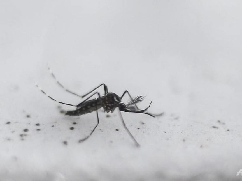 NEA warns of another dengue outbreak in 2023 as cases remain high in January NEA warns of another dengue outbreak in 2023 as cases remain high in January