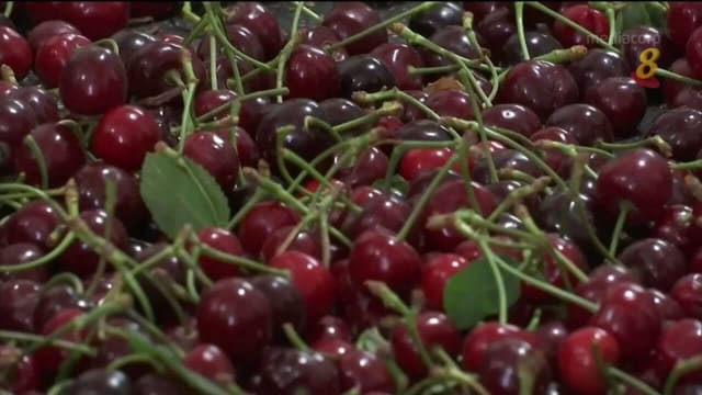 印度西部大面积种植樱桃 今年产量料达去年50倍