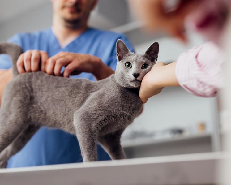 41,000 pet cats licensed since start of management scheme