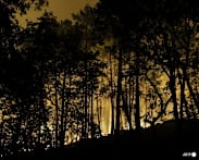 Planes fight fire in Fontainebleau forest near Paris