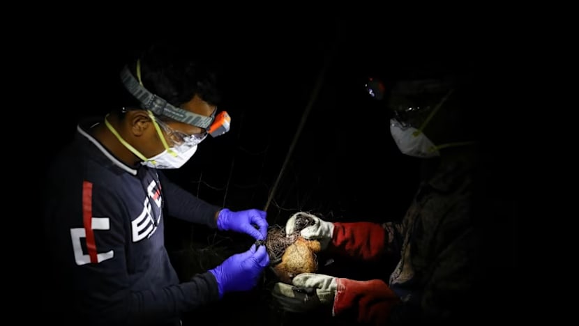 SG pantau kes virus Nipah di Bangladesh; tiada kes di sini