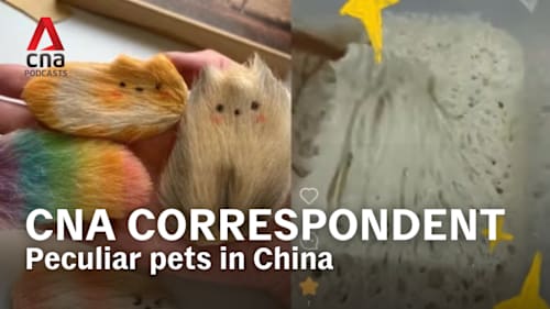 CNA Correspondent - Best of: From mango pits to rocks, how peculiar ‘pets’ bring comfort to the lonely in China