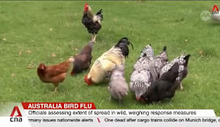 Australia bird flu: Agriculture ministry confirms first case of contagious H5 strain in country 