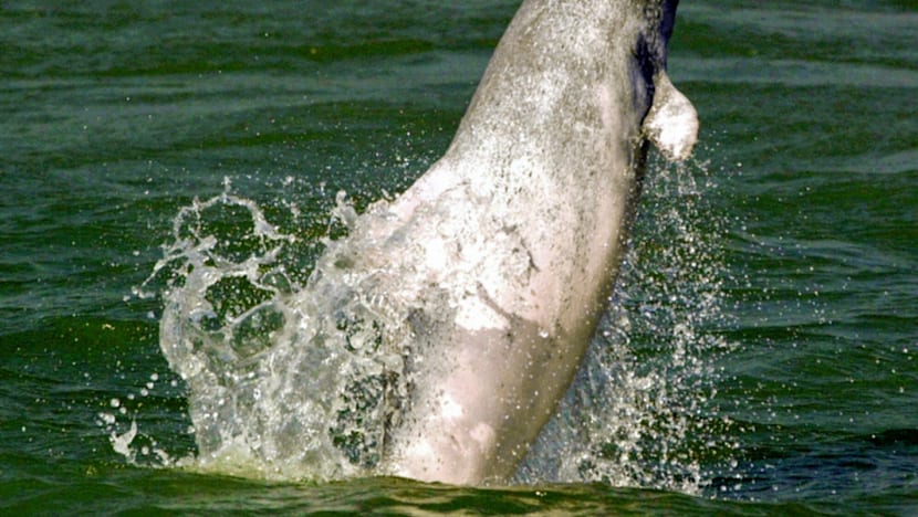 Wild dolphin tours planned for
      Singapore waters