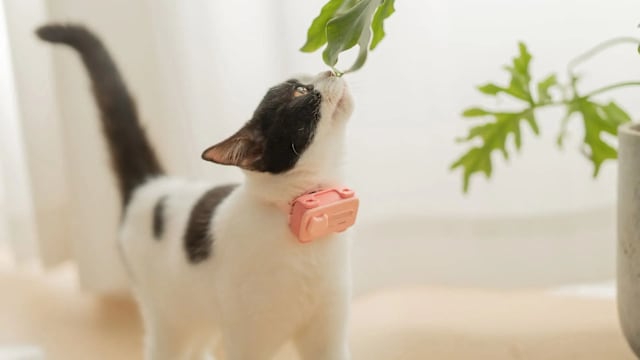 宠物专属手机登场！你的猫可能会打给你