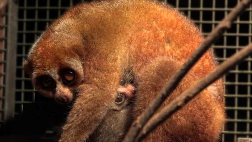 900 newborns across 160 species born at Singapore’s 4 wildlife parks last year