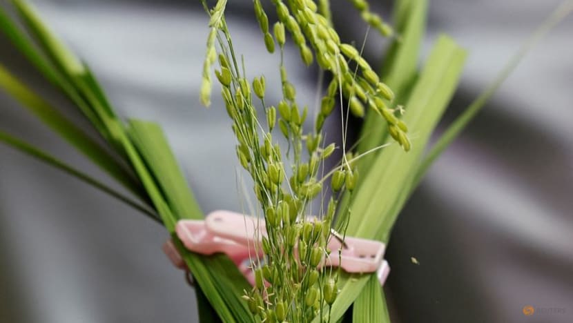 Japan supermarket rice prices up for 16th straight week, imports seen jumping Japan supermarket rice prices up for 16th straight week, imports seen jumping