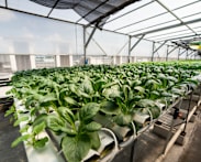 Singapore farms can tap one-off SFA grant to cope with rising costs
