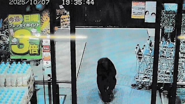 日本遭熊袭击致死人数创新高