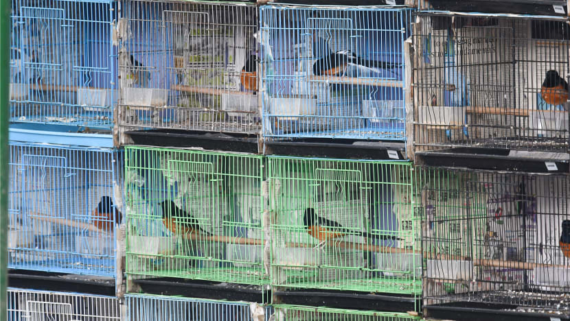 Birds sold in mostly illegal online trade in Singapore may be smuggled, poached: Report