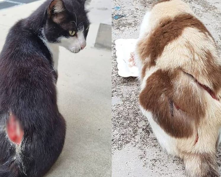 Commentary: Do we need to do more to protect our community cats?