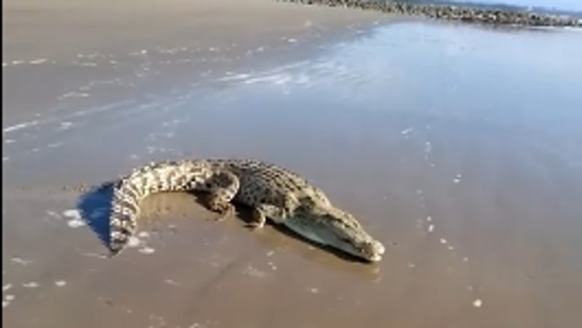 Gempar! Buaya muncul di pantai