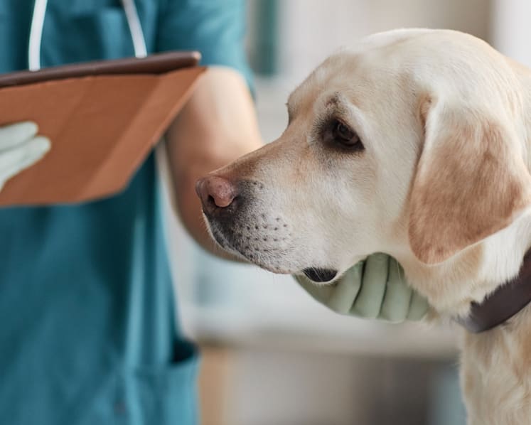 Singapore-born vet with no AVS-approved licence fined and sanctioned in Australia for inappropriate acts with animals