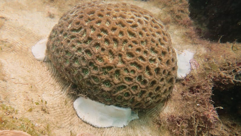 More than 700 coral colonies moved from Semakau Landfill