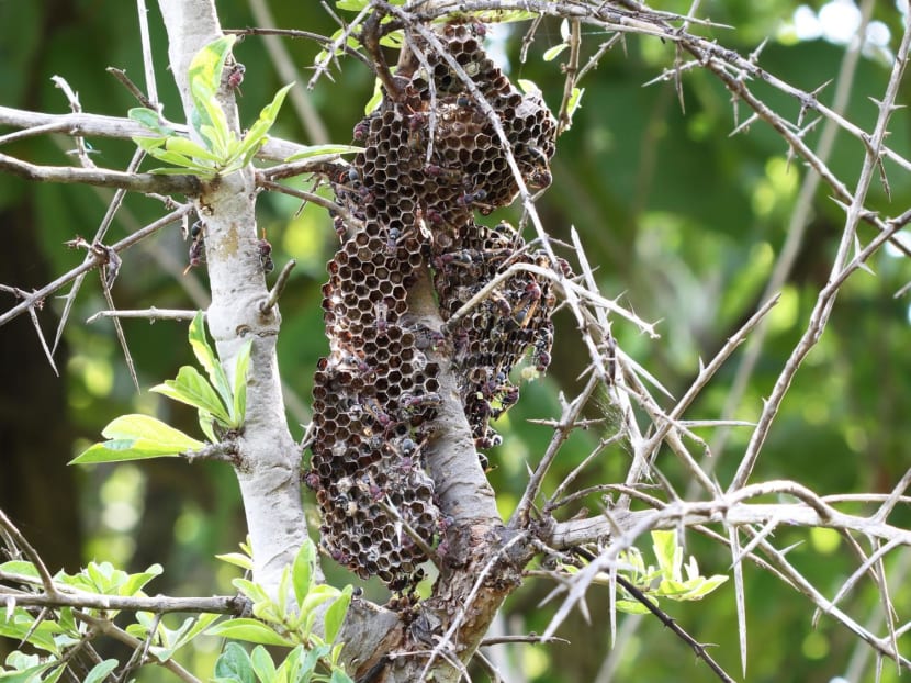 Insect stings and bites: How deadly are they and when to seek medical attention