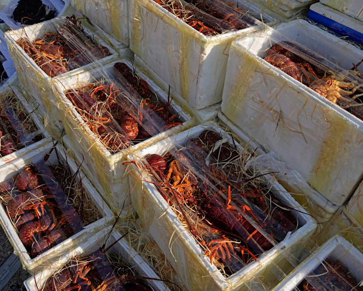 Hong Kong customs seize smuggled lobsters amid Australia ban