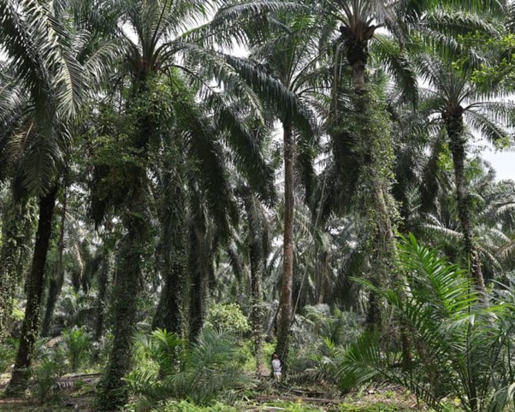 Malaysia makes contingency plans for agriculture exports under EU deforestation rules