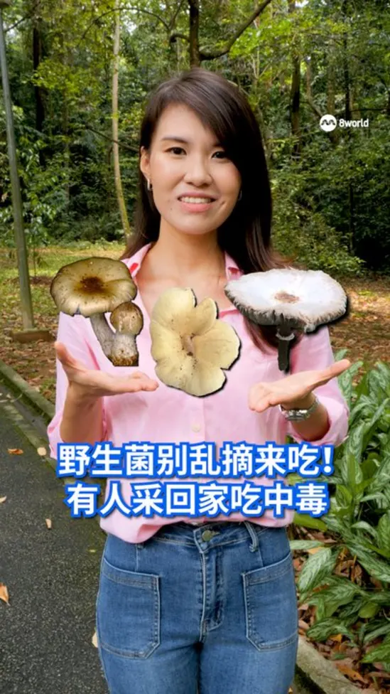 野生菌别乱摘来吃！ 有人采回家吃中毒