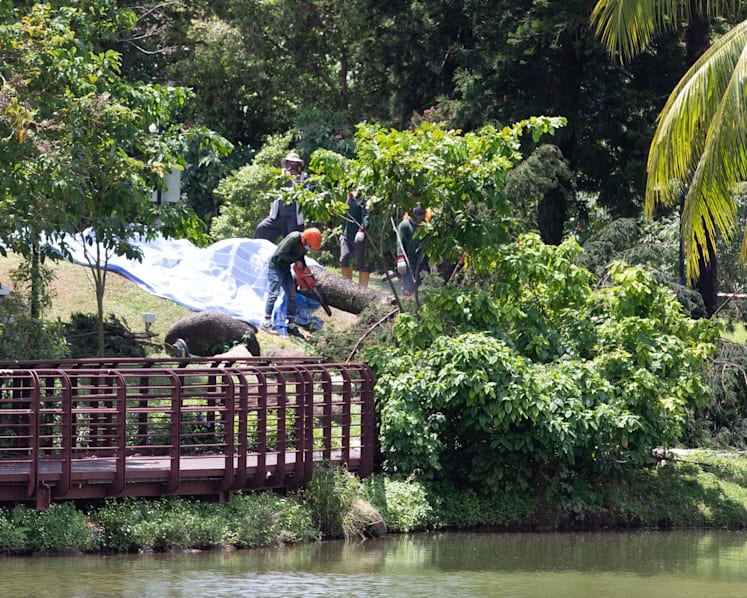 38-year-old woman dies after being trapped under fallen tree at Marsiling Park