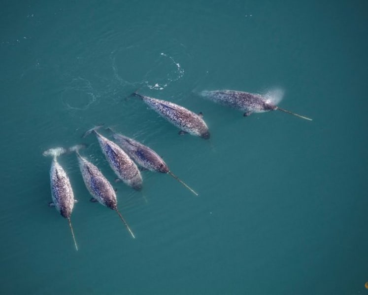 3D X-ray imaging unlocks the secrets of the narwhal's spiral tusk