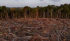 Tropical forest loss eases in 2025 from record high, report shows