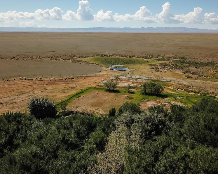 Forests in the desert: Why Mongolia is banking on a billion new trees to halt desertification