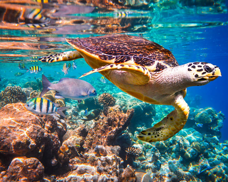 Explainer: Why rapid extinction of plant, animal species matters