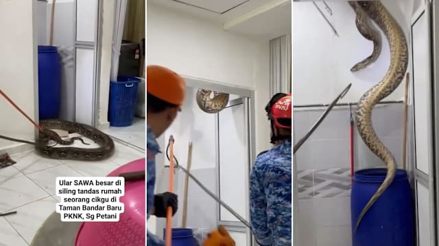 马国教师浴室天花板塌下 掉出60公斤巨蟒